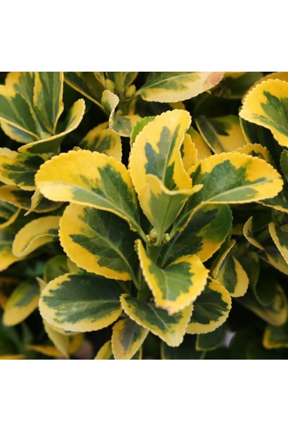 Euonymus japonicus ’Aureus’